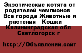  Экзотические котята от родителей чемпионов - Все города Животные и растения » Кошки   . Калининградская обл.,Светлогорск г.